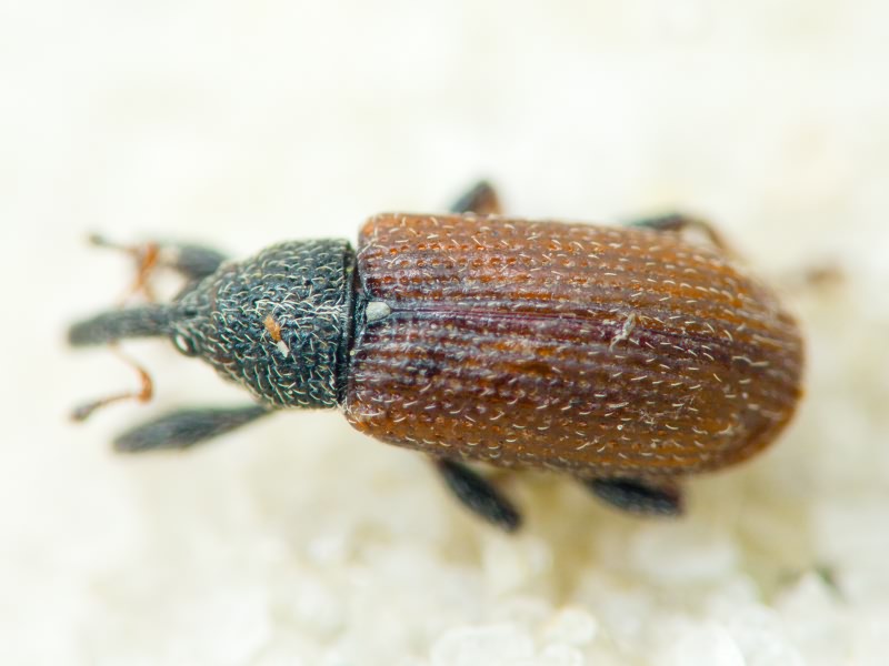 Bradybatus kellneri Bach, 1854